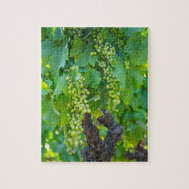 Close Up Of Maturing Grapes Jigsaw Puzzle (Vertical)