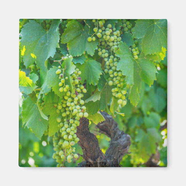 Close Up Of Maturing Grapes Magnet (Front)