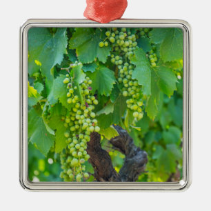 Close Up Of Maturing Grapes Metal Tree Decoration