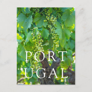 Close Up Of Maturing Grapes Postcard