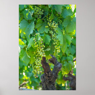 Close Up Of Maturing Grapes Poster