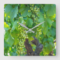 Close Up Of Maturing Grapes