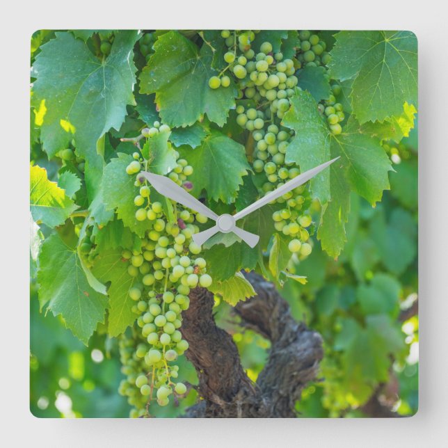 Close Up Of Maturing Grapes Square Wall Clock (Front)