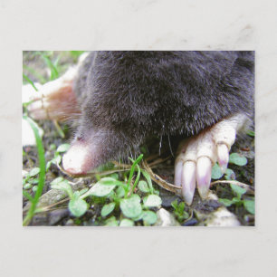 Close-Up of Mole Face and Claws Postcard