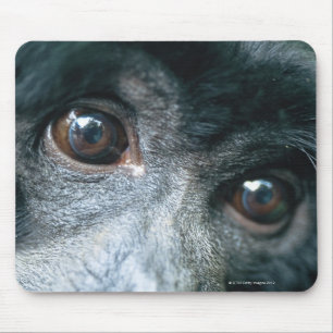 Close-up of monkey mouse mat