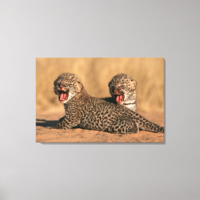 Close-Up Of New Born Leopard (Panthera Pardus) Canvas Print (Front)