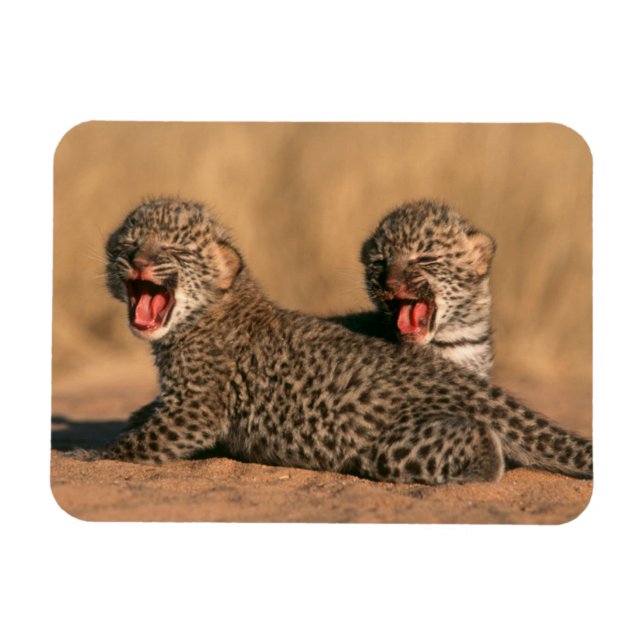 Close-Up Of New Born Leopard (Panthera Pardus) Magnet (Horizontal)