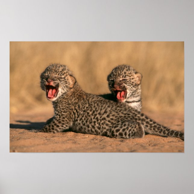 Close-Up Of New Born Leopard (Panthera Pardus) Poster (Front)