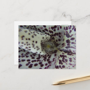 Close-up of Orchid: *Paphiopedilum bellatulum* Postcard