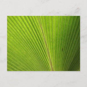 Close-up of Palm Leaf Postcard