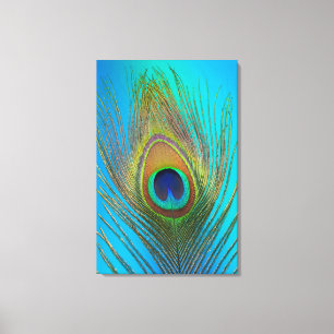 Close up of peacock feather canvas print