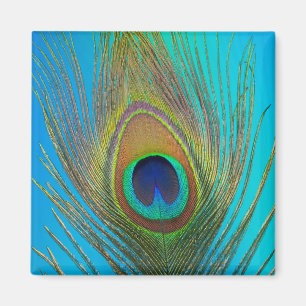 Close up of peacock feather magnet