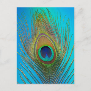Close up of peacock feather postcard