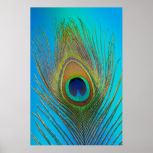 Close up of peacock feather poster