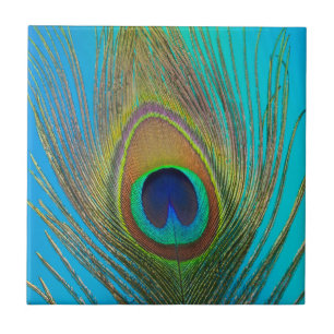 Close up of peacock feather tile
