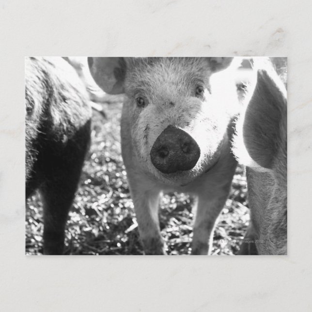 Close up of piglets postcard (Front)