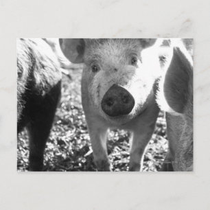 Close up of piglets postcard