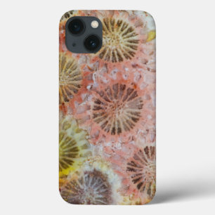 Close Up Of Pink Coral iPhone 13 Case