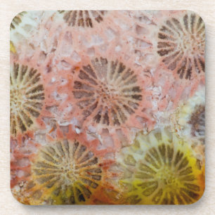 Close Up Of Pink Coral Coaster