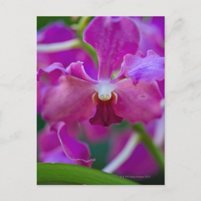 Close-up of pink orchids postcard (Front)