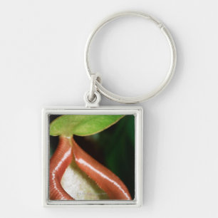 Close-up of pitcher plant key ring