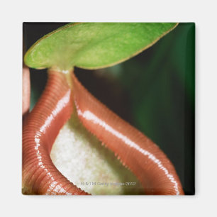 Close-up of pitcher plant magnet