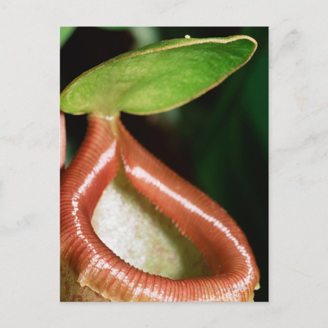 Close-up of pitcher plant postcard (Front)