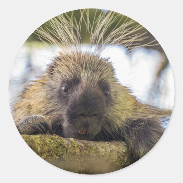 Close-up of porcupine in a tree classic round sticker (Front)