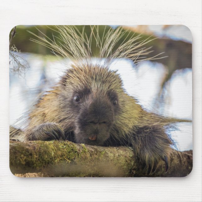 Close-up of porcupine in a tree mouse mat (Front)