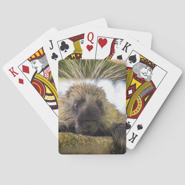 Close-up of porcupine in a tree playing cards (Back)