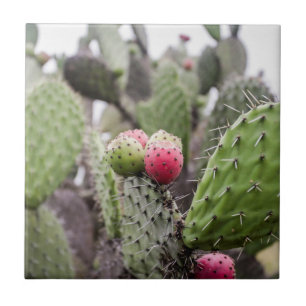 Close Up Of Prickly Pear Cactus Tile