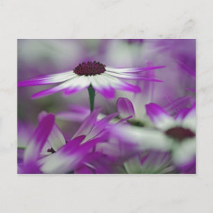 Close-up of purple flower, Keukenhof Garden, Postcard