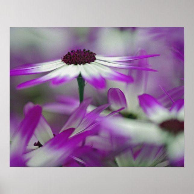Close-up of purple flower, Keukenhof Garden, Poster (Front)