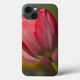 Close-up of red and yellow tulips in garden iPhone 13 case