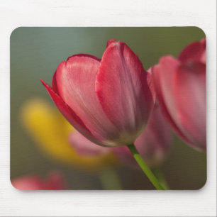 Close-up of red and yellow tulips in garden mouse mat