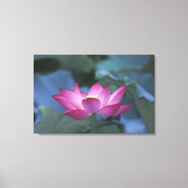 Close-up of red lotus flower and green leaves, canvas print (Front)