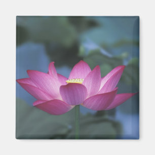 Close-up of red lotus flower and green leaves, magnet