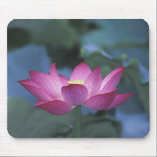 Close-up of red lotus flower and green leaves, mouse mat
