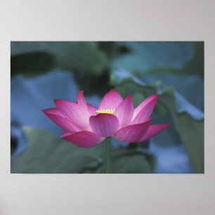 Close-up of red lotus flower and green leaves, poster
