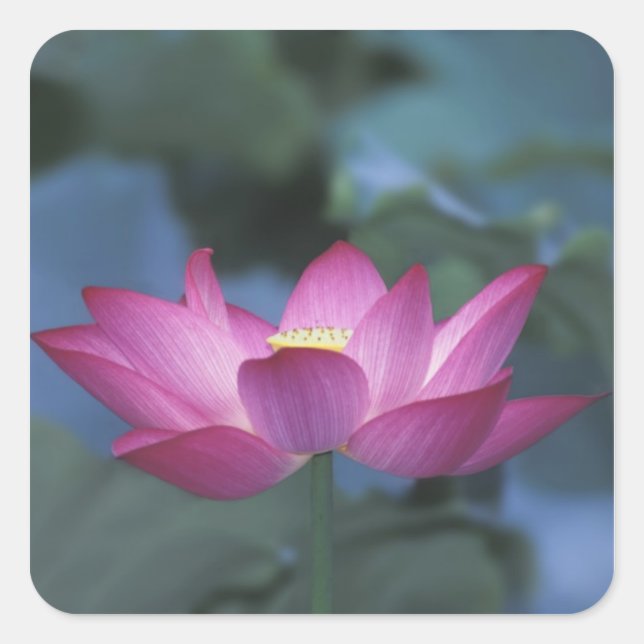 Close-up of red lotus flower and green leaves, square sticker (Front)