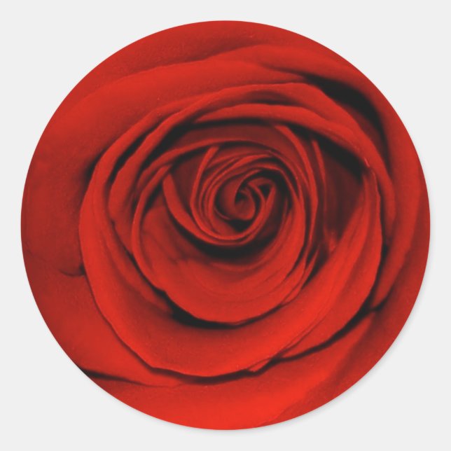 Close up of red rose classic round sticker (Front)