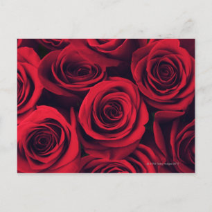 Close up of red rose flowers. postcard