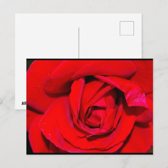 Close up of Red Rose Postcard (Front/Back)