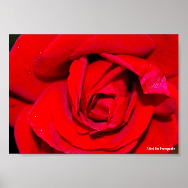 Close up of Red Rose Poster (Front)