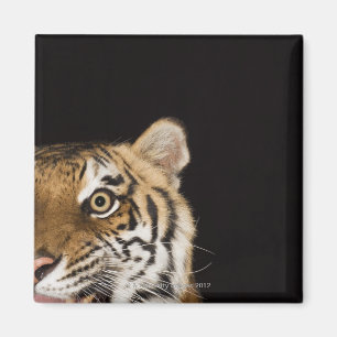 Close up of roaring tiger's face magnet