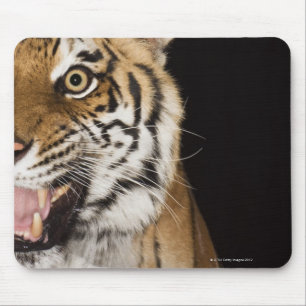 Close up of roaring tiger's face mouse mat