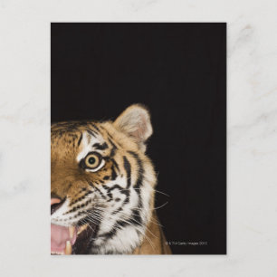 Close up of roaring tiger's face postcard