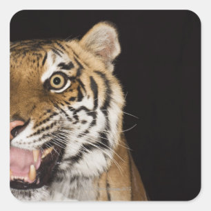 Close up of roaring tiger's face square sticker
