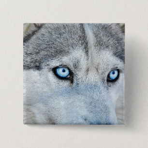 Close up of Siberian Husky with Blue Eyes 15 Cm Square Badge