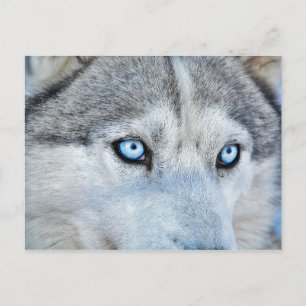 Close up of Siberian Husky with Blue Eyes Postcard